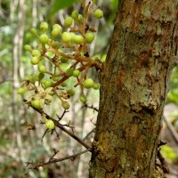 Semecarpus subpeltatus Thwaites
